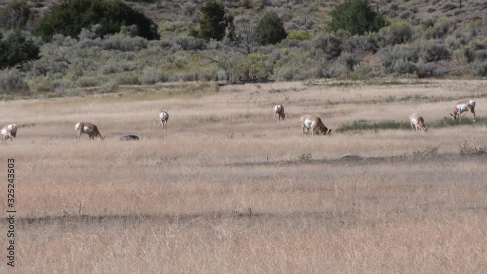 Small herd of Pronghorn grazing in a field. Camera locked. Small herd of Pronghorn grazing in a field. Camera locked.