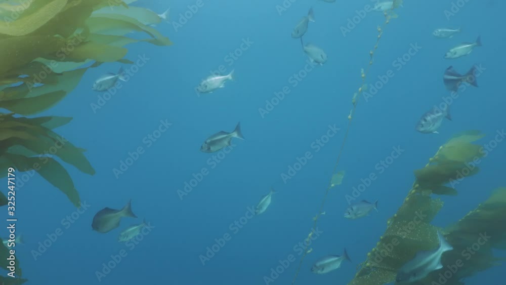 Congregation of Halfmoon fish upper kelp canopy. Congregation of Halfmoon fish upper kelp canopy.