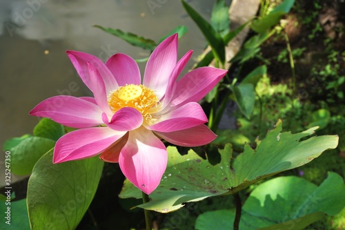 Pretty pink and yellow lotus flower bloom with green leaves and pond in the background