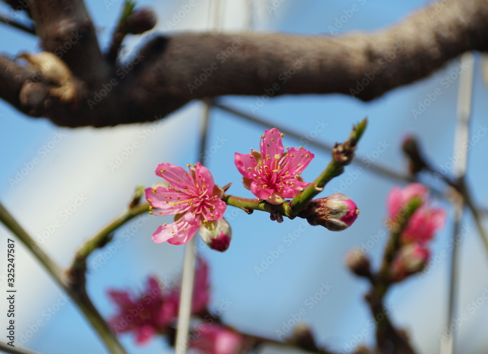 Pink nectarine 'Garden State' flowers on the tree in early Spring Pink nectarine 'Garden State' flowers on the tree in early Spring