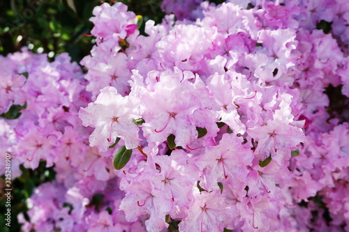 Pink rhododendron