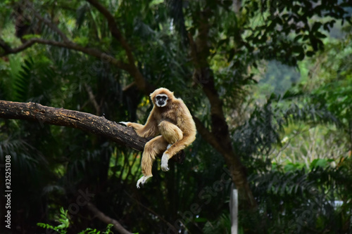 gibbon Climbing branches in a beautiful nature Fototapet