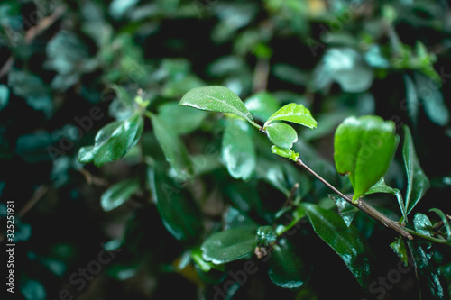 Close up of bush Fukien tea tree in the garden.