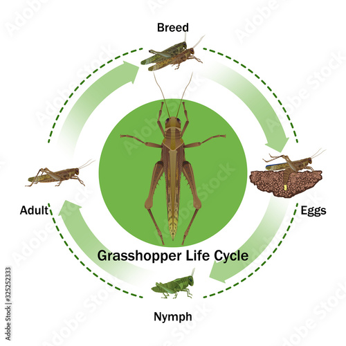 Fotografia Grasshopper life Cycle vector for Education,Agricultural,Science,Graphic design,Artwork