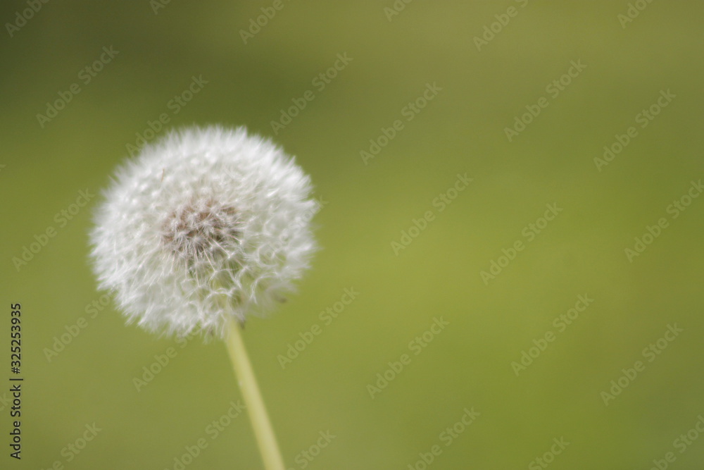 Make a wish