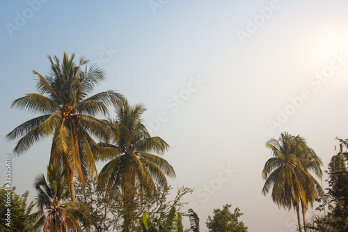 Natural photos of coconut trees in the garden of Thailand