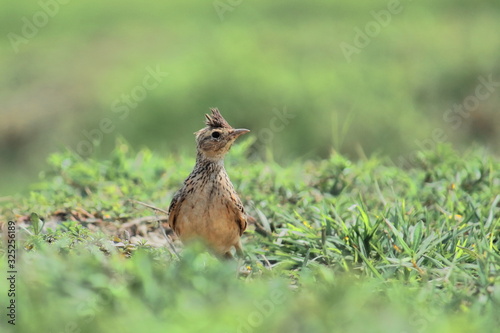 a oriental skylark or indian skylark (alauda gulgula) in a grassland, countryside of west bengal, india © Rupam