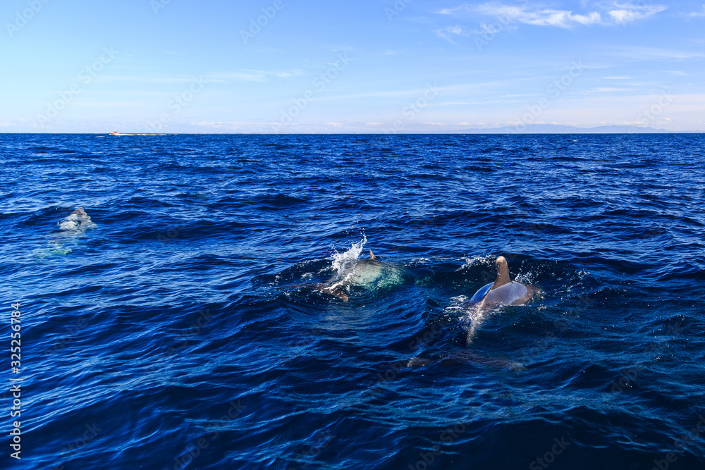 Wild Dolphins Swimming on the Sea Surface