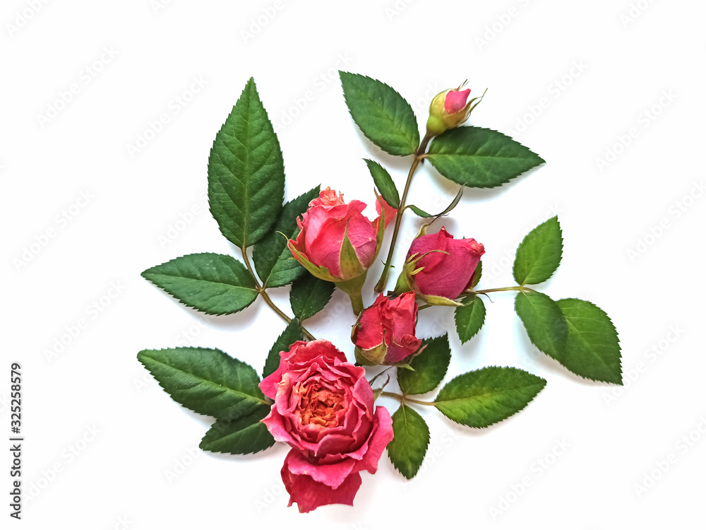 dwarf rose. Composition of flowers and leaves. dwarf rose. Composition of flowers and leaves.