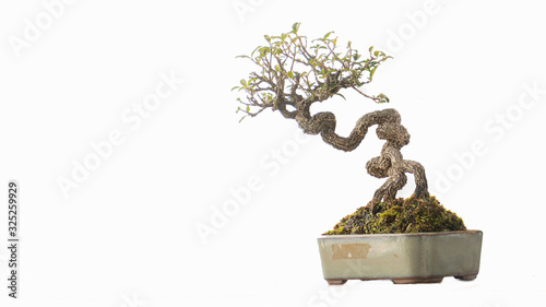 Bonsai tree Small tree in a flower pot White background