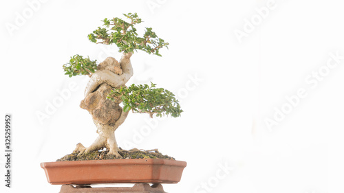 Bonsai tree in a brown pot on a white background