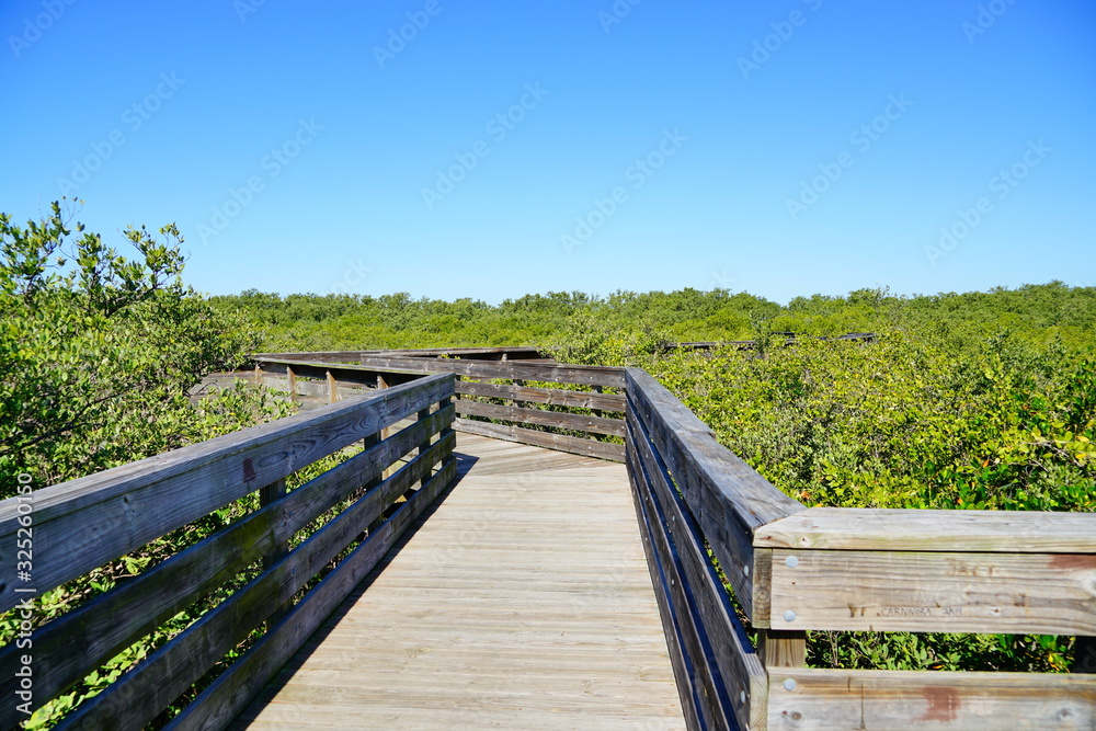 boardwalk crossing the swamp tree boardwalk crossing the swamp tree