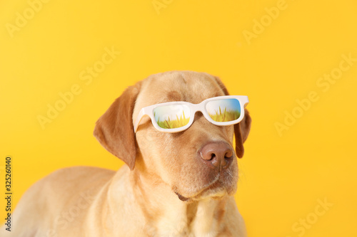 Adorable dog with reflection of green field in glasses on color background © Pixel-Shot