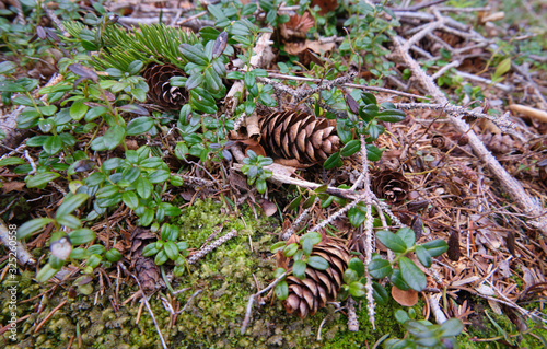 Old conifer cones on foliage surrounded by green leaves.