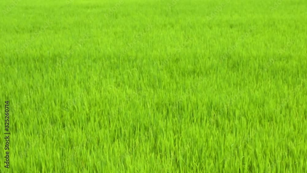 Green paddy rice field moving by windy, Landscape green nature with wind breeze Green paddy rice field moving by windy, Landscape green nature with wind breeze