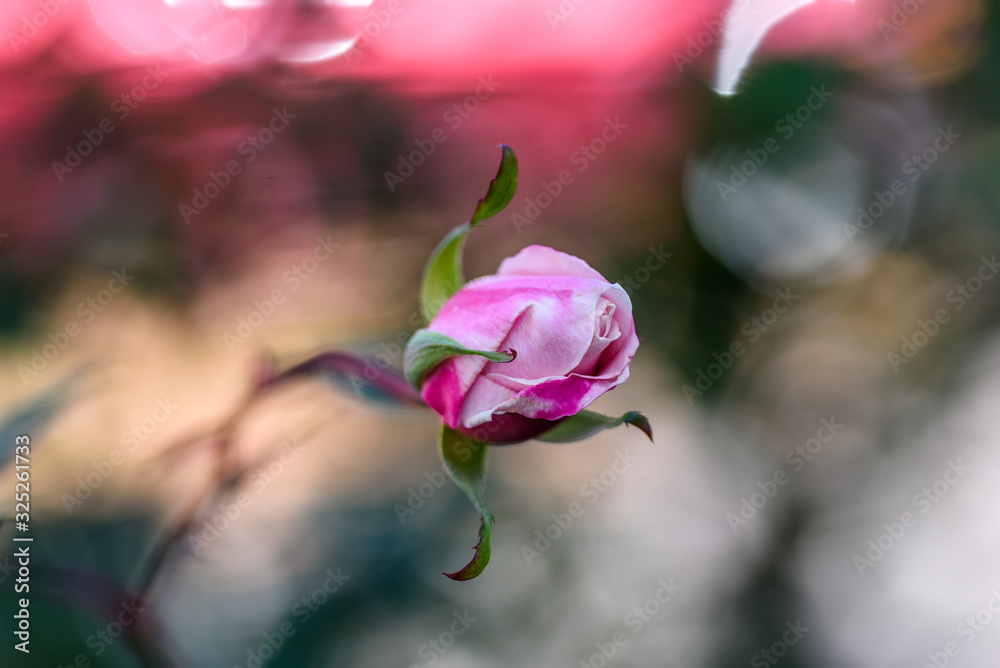 Obraz premium Macro2020-Rose1