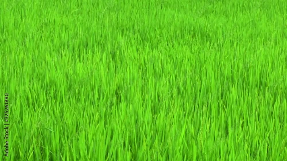 Green paddy rice field moving by windy, Landscape green nature with wind breeze Green paddy rice field moving by windy, Landscape green nature with wind breeze