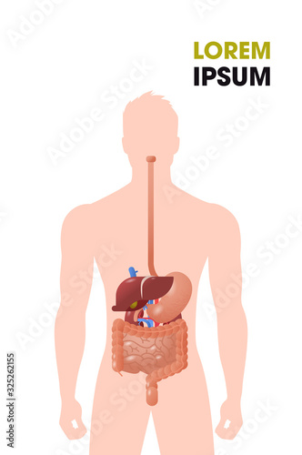 human internal organs gastrointestinal tract structure digestive system medical poster portrait flat vertical copy space vector illustration