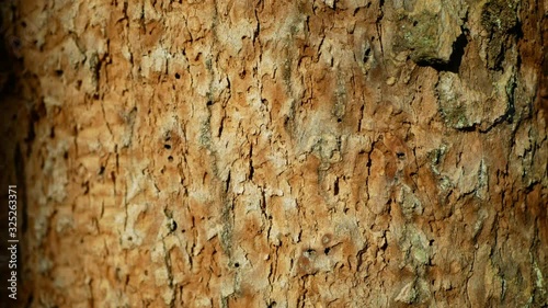 Oak bark forests infested drought dry detail close-up deciduous attacked European beetle pest Xyleborus monographus ambrosia, Scolytus intricatus Platypus cylindrus oak pinhole borer