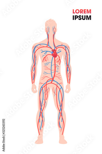 human arterial venous circulatory system blood vessels medical poster full length flat vertical copy space vector illustration