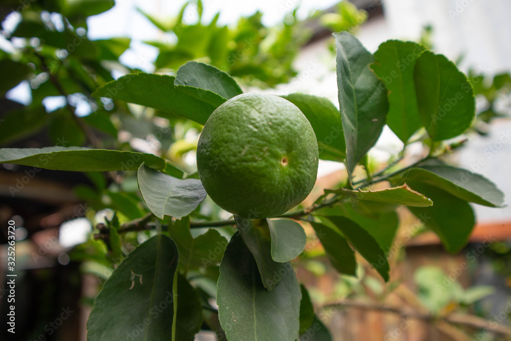 Green lemons on the lemon tree Green lemons on the lemon tree