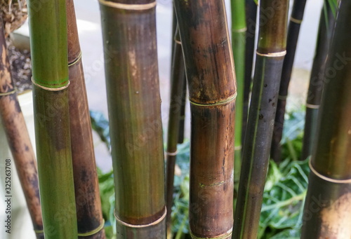 Timor Black Bamboo, a tropical plant from Indonesia