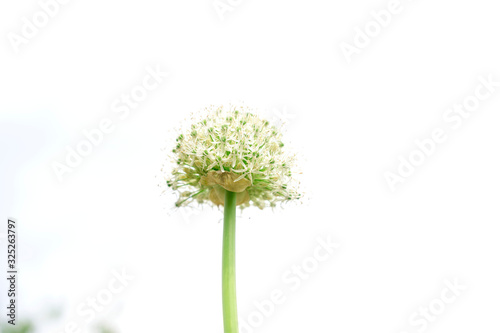 White blooming flower over sky background, USA.