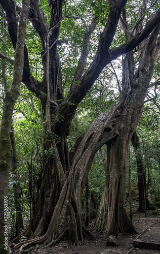 Rincón de la Vieja National Park, Tangled Fig Tree, Costa Rica
