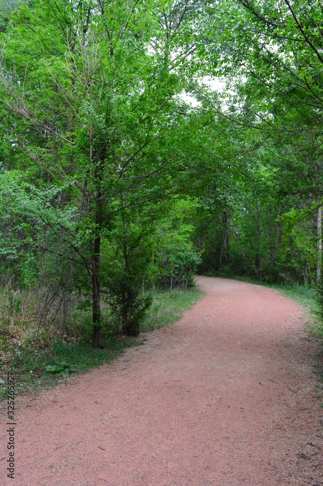 Forest Trail Forest Trail