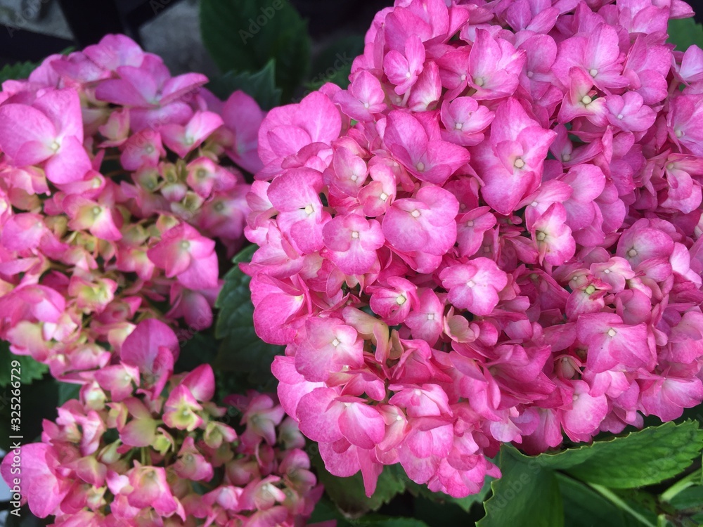Fototapeta premium 植物