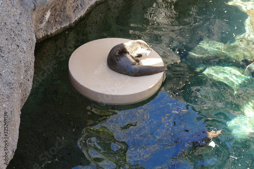 This otter is enjoying the sun on a concrete pad.