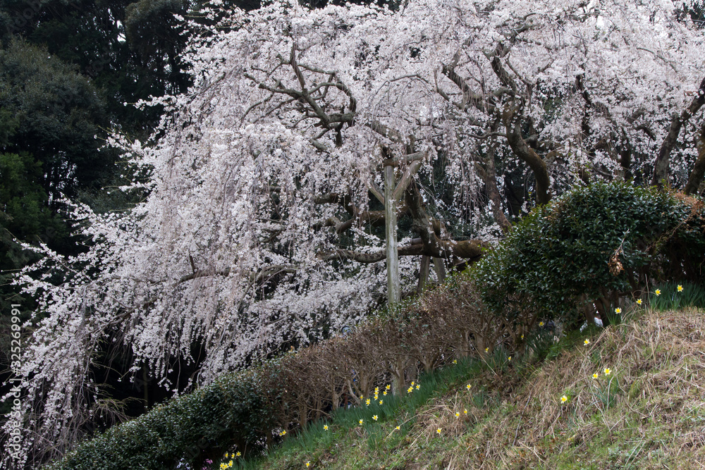 Fototapeta premium 奥山田の枝垂れ桜/愛知県岡崎市