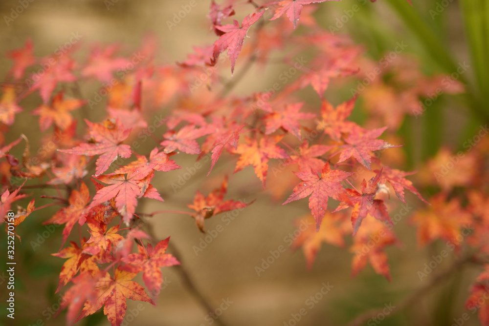 紅葉 紅葉