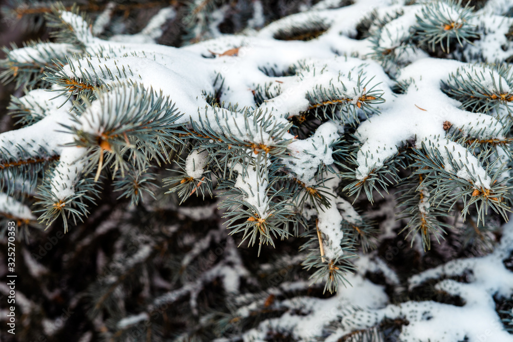 The pine branch is covered with white and clear snow. Nature concept. Seasonal landscape, snow, park, outdoors