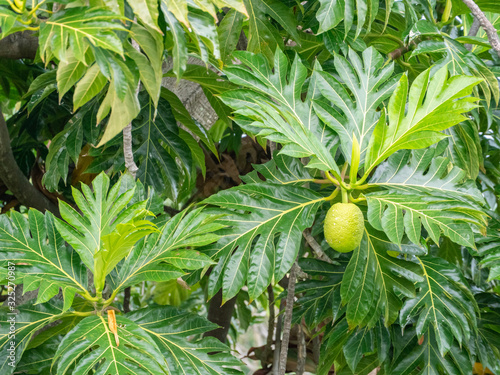 One of the most important plants brought to Hawaii by the ancient voyaging Polynesians is the breadfruit tree.  photo