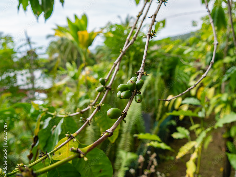 Coffee trees produce berries, called coffee cherries, that turn bright red when they are ripe and ready to pick. Coffee trees produce berries, called coffee cherries, that turn bright red when they are ripe and ready to pick.
