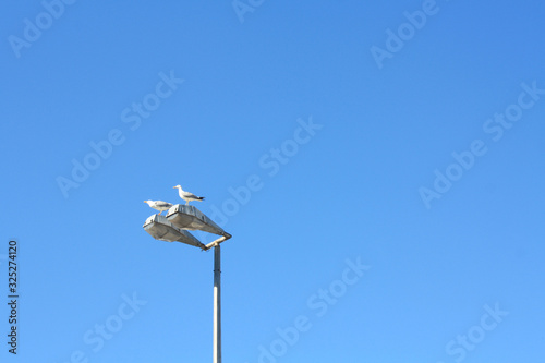 Two seagulls are sitting on a lantern against a blue cloudless clear sky. Two seabirds are watching from above. Minimalistic photographer with copy space for text.