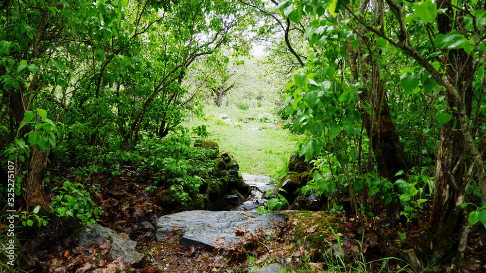 Fototapeta premium Landscape of Sweden, Green and dreamy