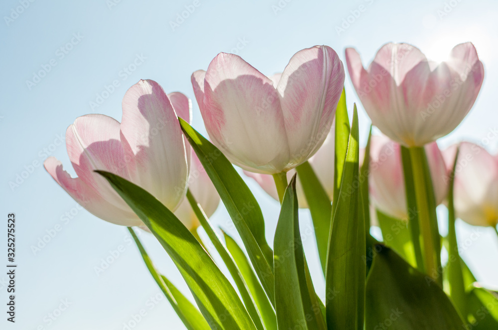 Fototapeta premium white tulips with slightly pink details
