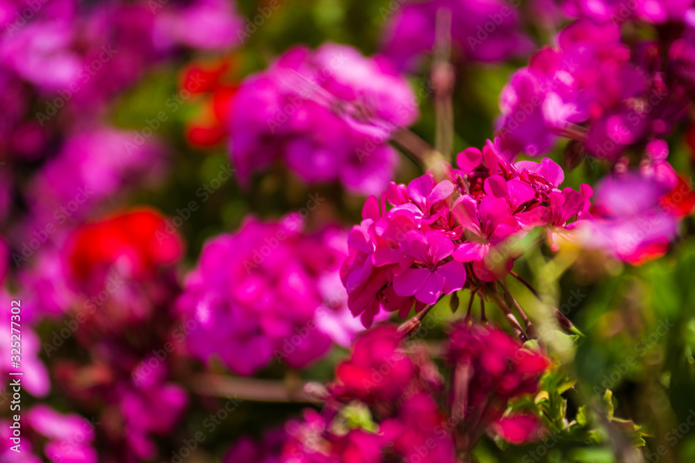 Closeup of large red and violet flowers  of Fee Cerise Polina at the green bush. Postcard. Article illustration. Copy space. Selective focus