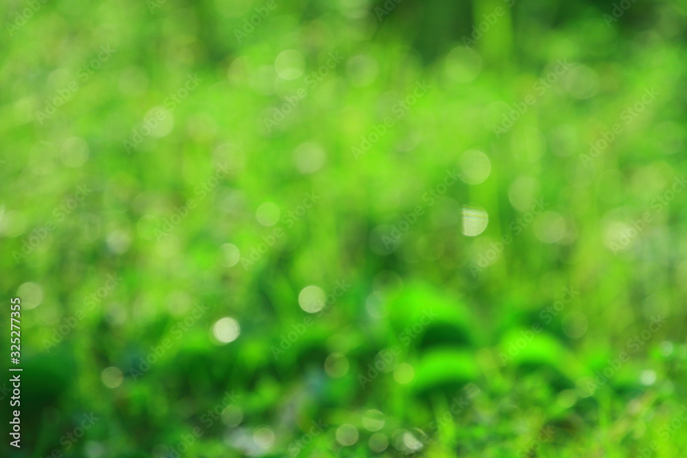 blur abstract green bokeh from garden background