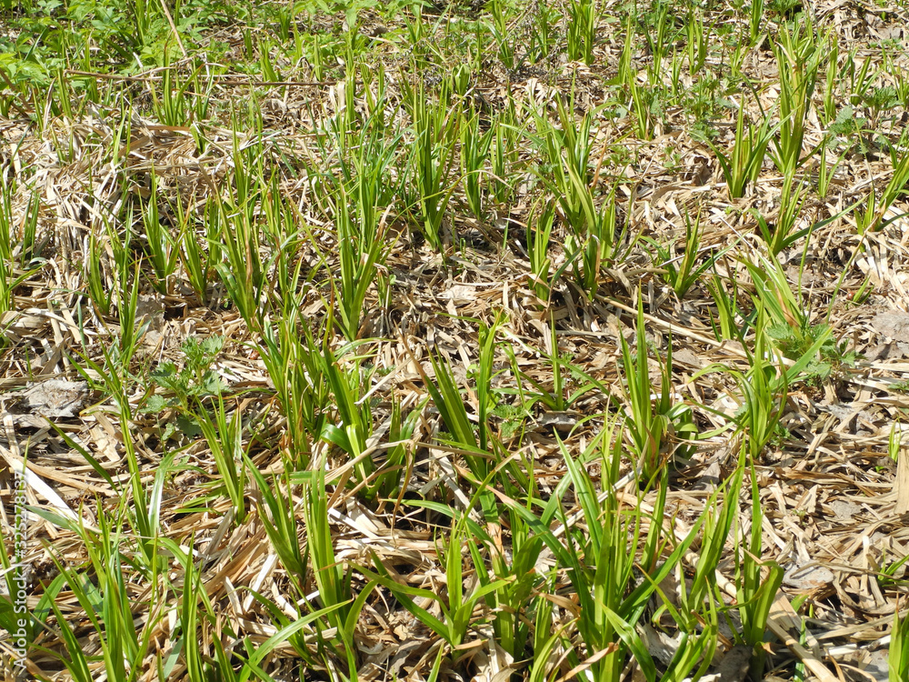 In the field, young green shoots make their way through last year’s grass