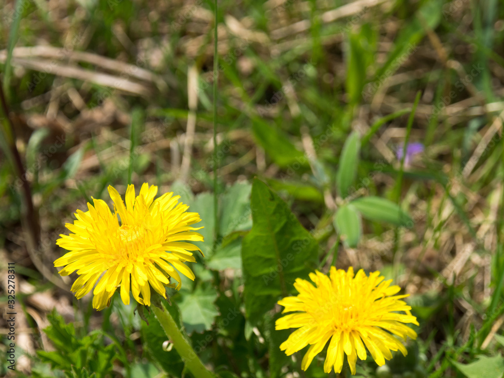 Yellow dandelion flowers in spring in the park Yellow dandelion flowers in spring in the park