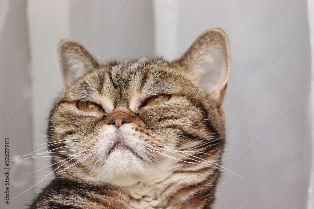 薄目の癒し顔の猫アメリカンショートヘアー