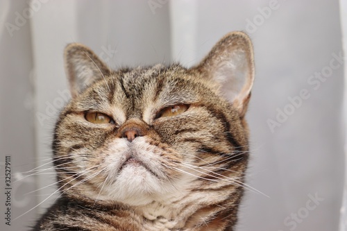 Fototapeta Naklejka Na Ścianę i Meble -  薄目の癒し顔の猫アメリカンショートヘアー