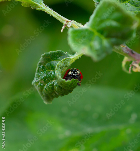 Red Ladybug hiding in curved leaf © ncortinhal