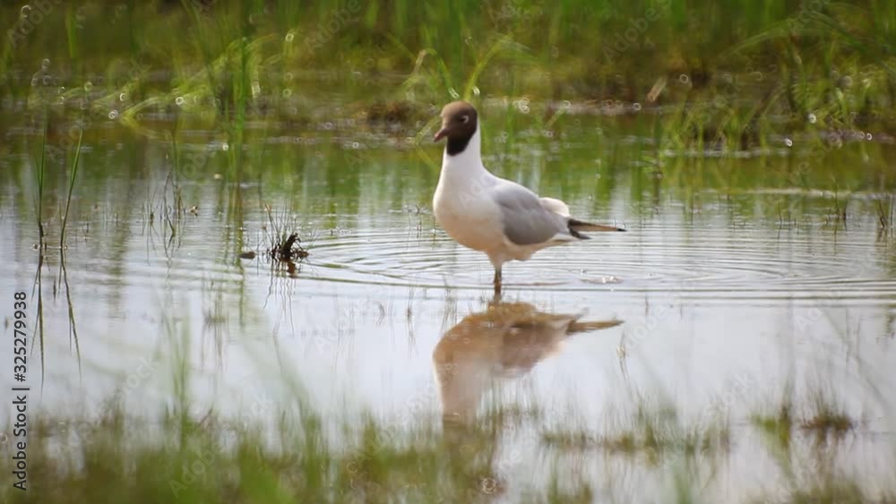 Black-headed gull looking for food in shallow water Black-headed gull looking for food in shallow water