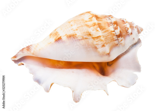 empty shell of sea mollusc isolated on white