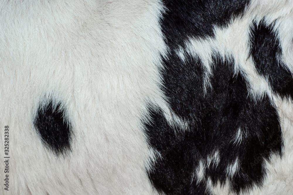 Black and white pattern of cowhide Black and white pattern of cowhide