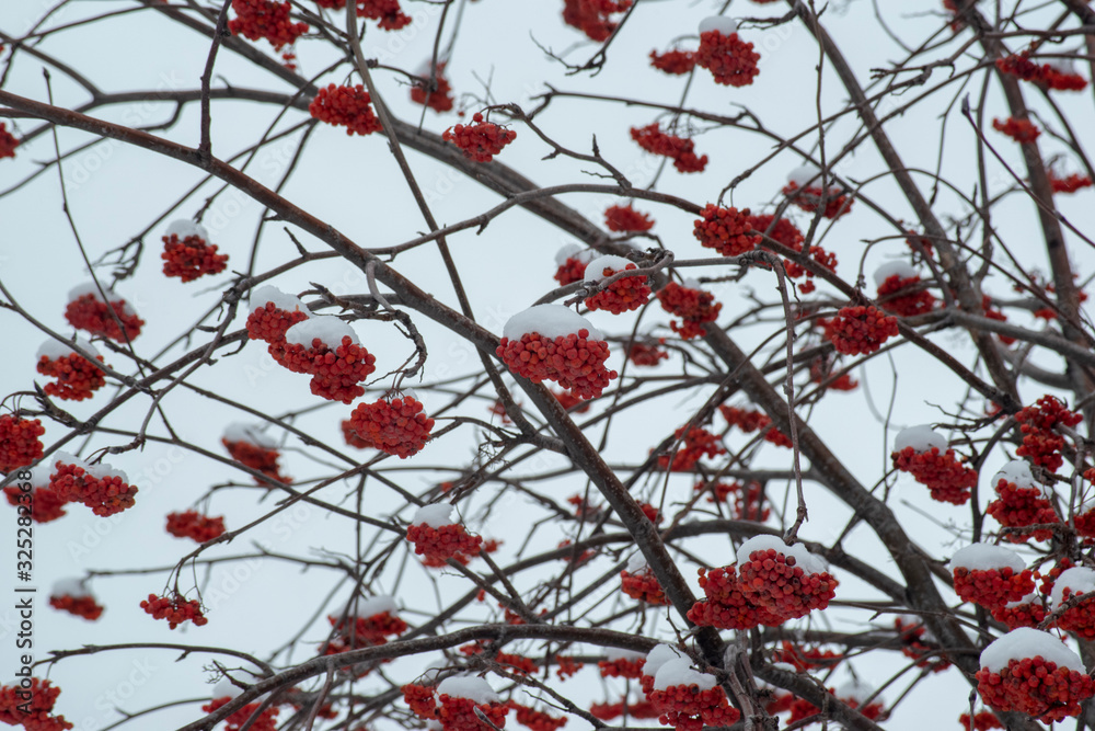 Background with bright red berries of mountain ash under snow Background with bright red berries of mountain ash under snow